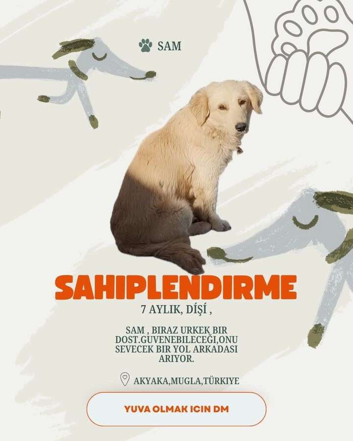 Akyaka’da 20 Köpek Yuva Bekliyor: Hayvanseverlerden Sahiplenme Çağrısı 7